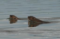 HansD 19 Reuze otters - Vissnacks